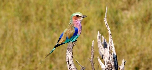 africa-bird-Hwange-NP-Zimbabwe