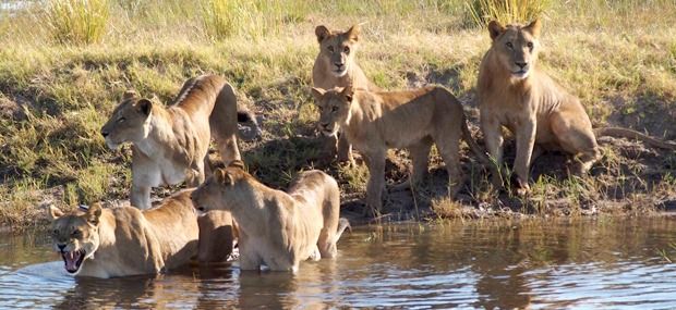 africa-lions-Chobe-NP-Botswana