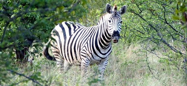 africa-zebra