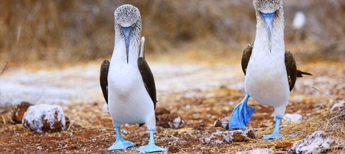Luxury Tours to the Galapagos Islands